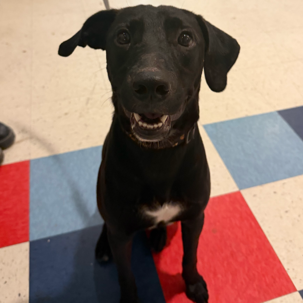 MAGNUS - Terrier for adoption in Edinburg