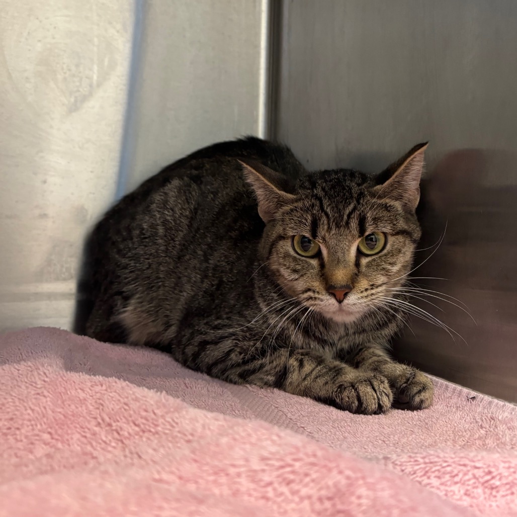 SCOOTER - Domestic Shorthair available for adoption