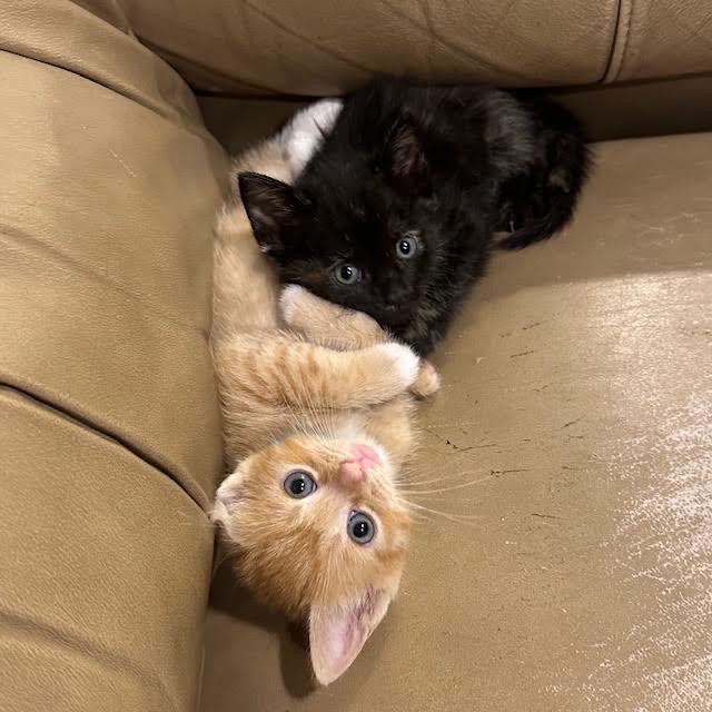 SUNDROP - Domestic Shorthair available for adoption