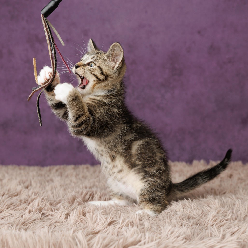 Quincy Cat, photo 4