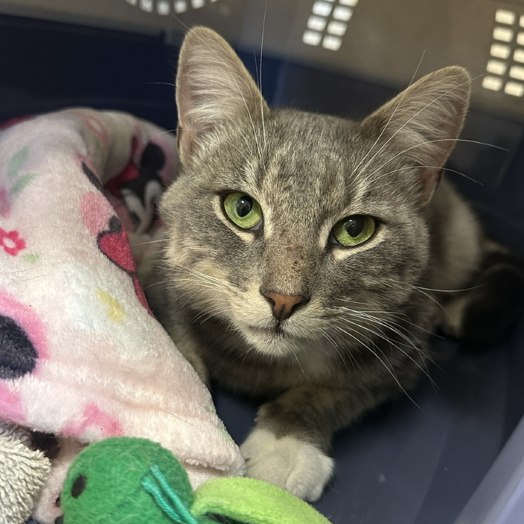 CAMERON - Domestic Shorthair available for adoption