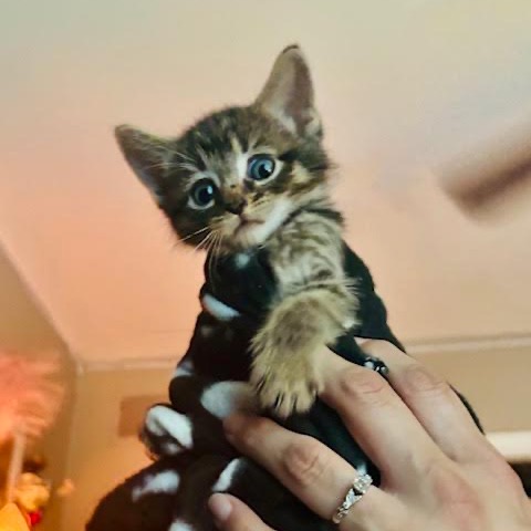 COCOA - Domestic Shorthair available for adoption