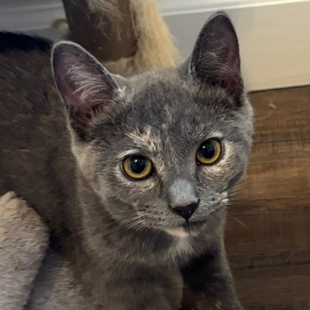 TORTIBELLE - Domestic Shorthair available for adoption