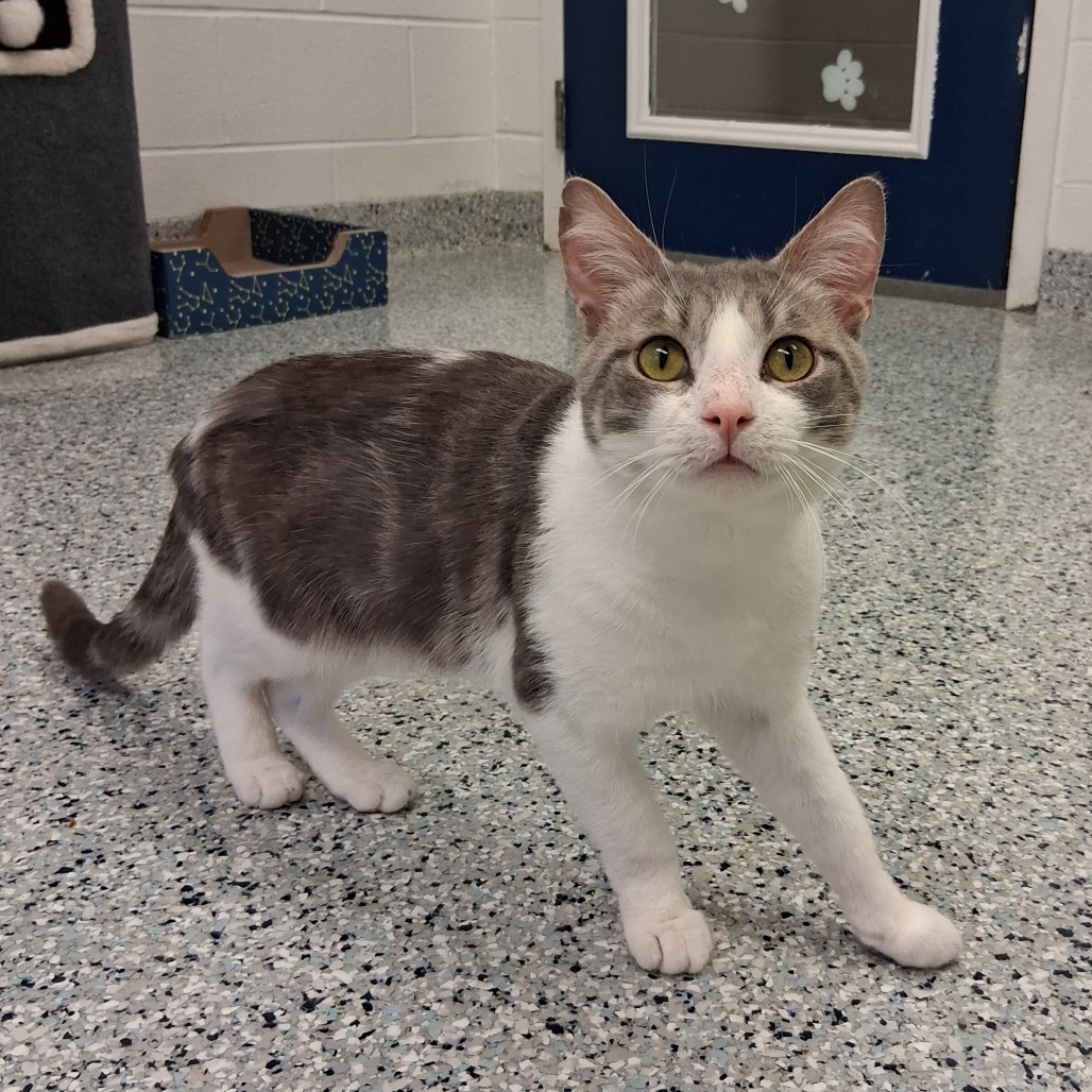GRUB - Domestic Shorthair available for adoption
