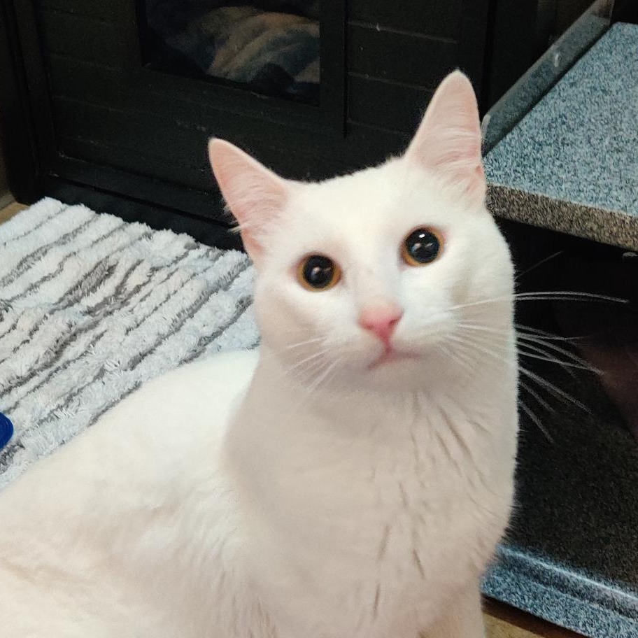 FLUFFY SNOW - Domestic Shorthair available for adoption
