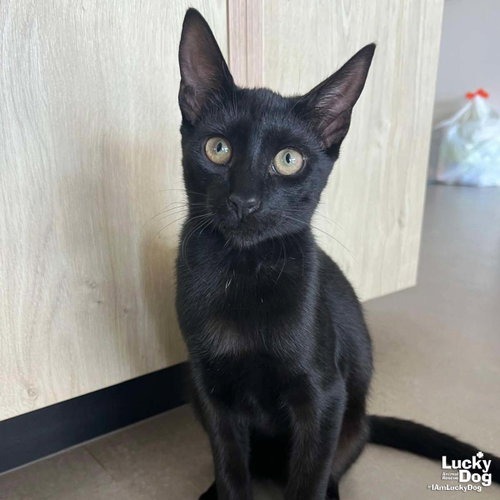 XAVI - Domestic Shorthair available for adoption