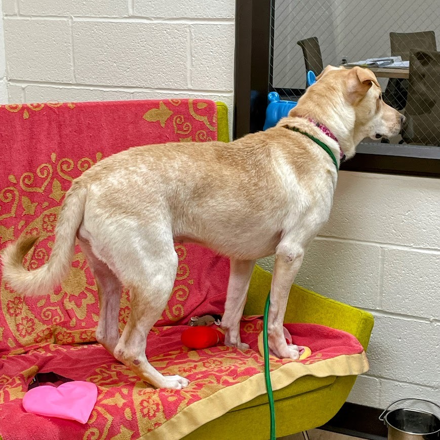 Layla — thumbnail 4