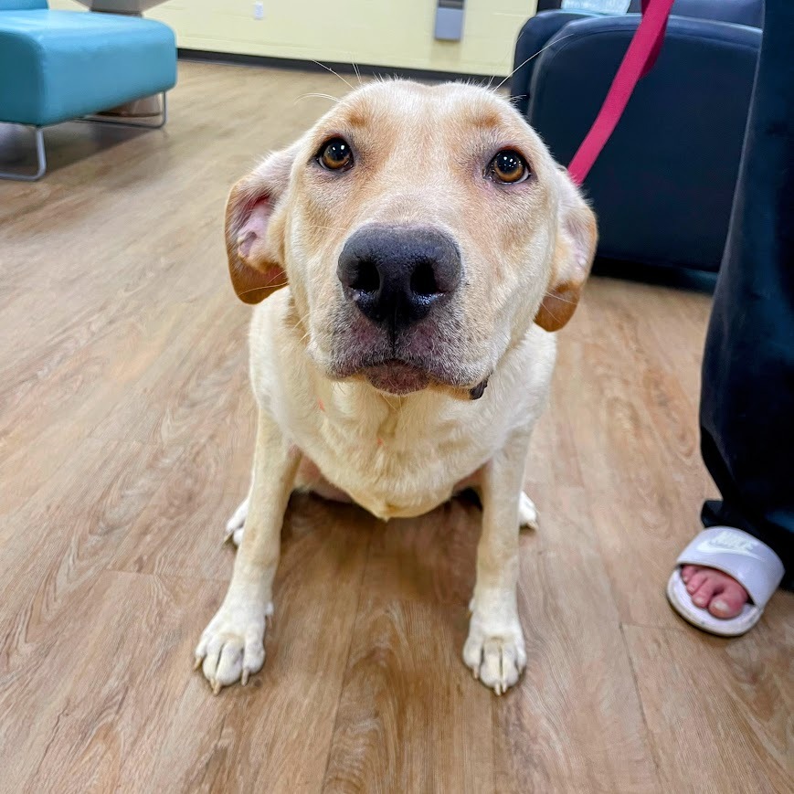 Layla — thumbnail 3