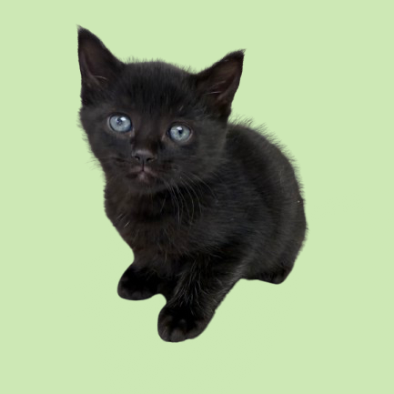 Tusc Stray 82942 2 3 4