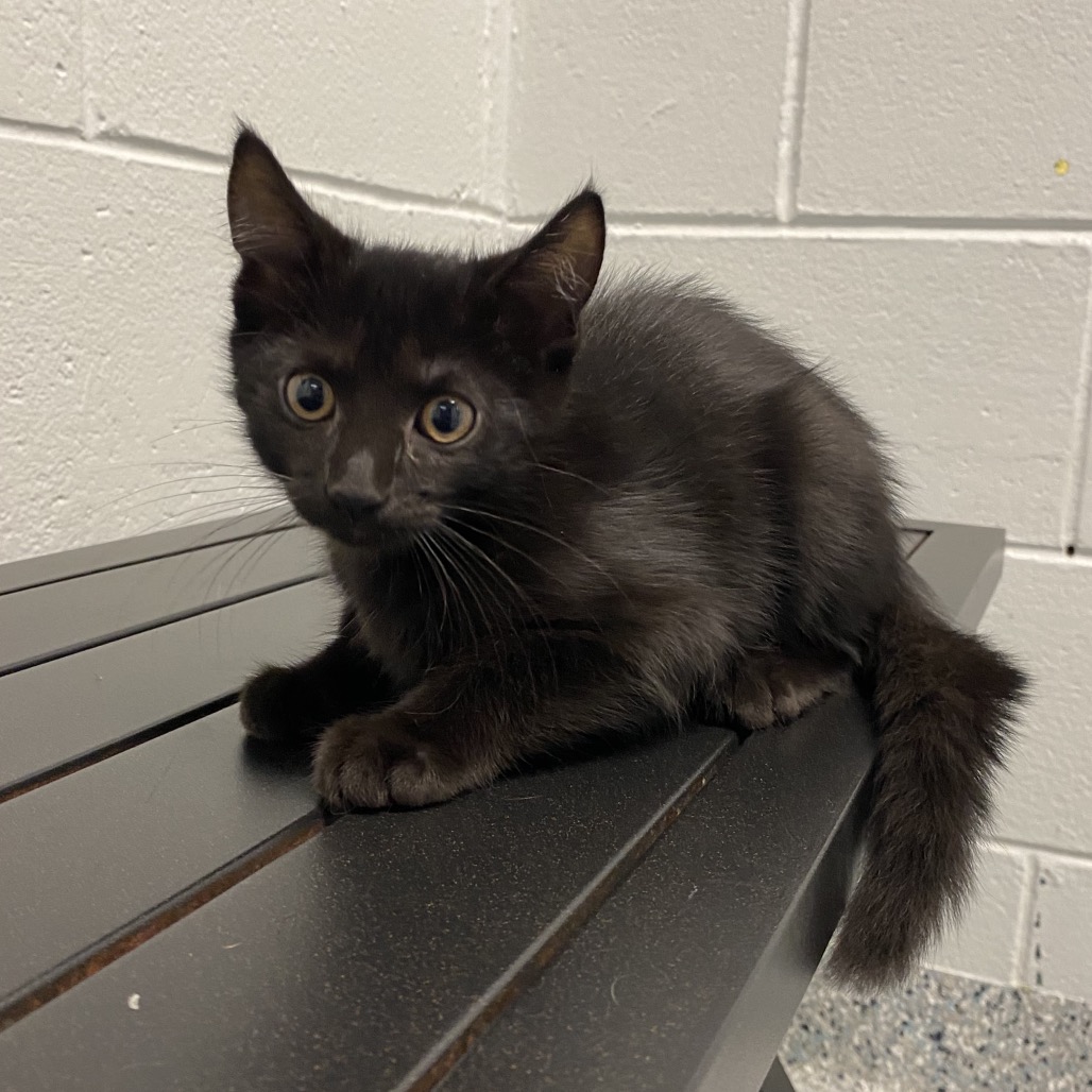 CROW - Domestic Medium Hair available for adoption