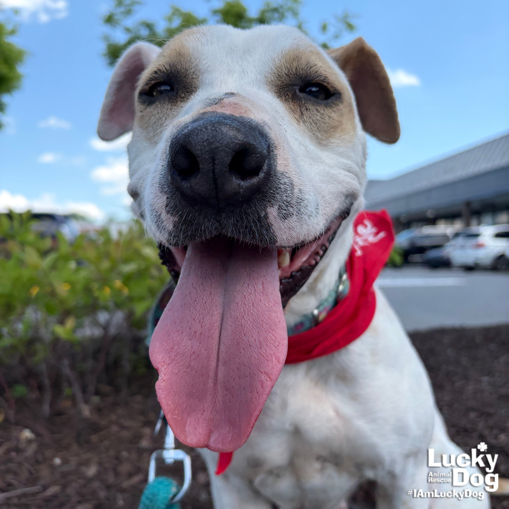 LILITH - Hound / Mix available for adoption