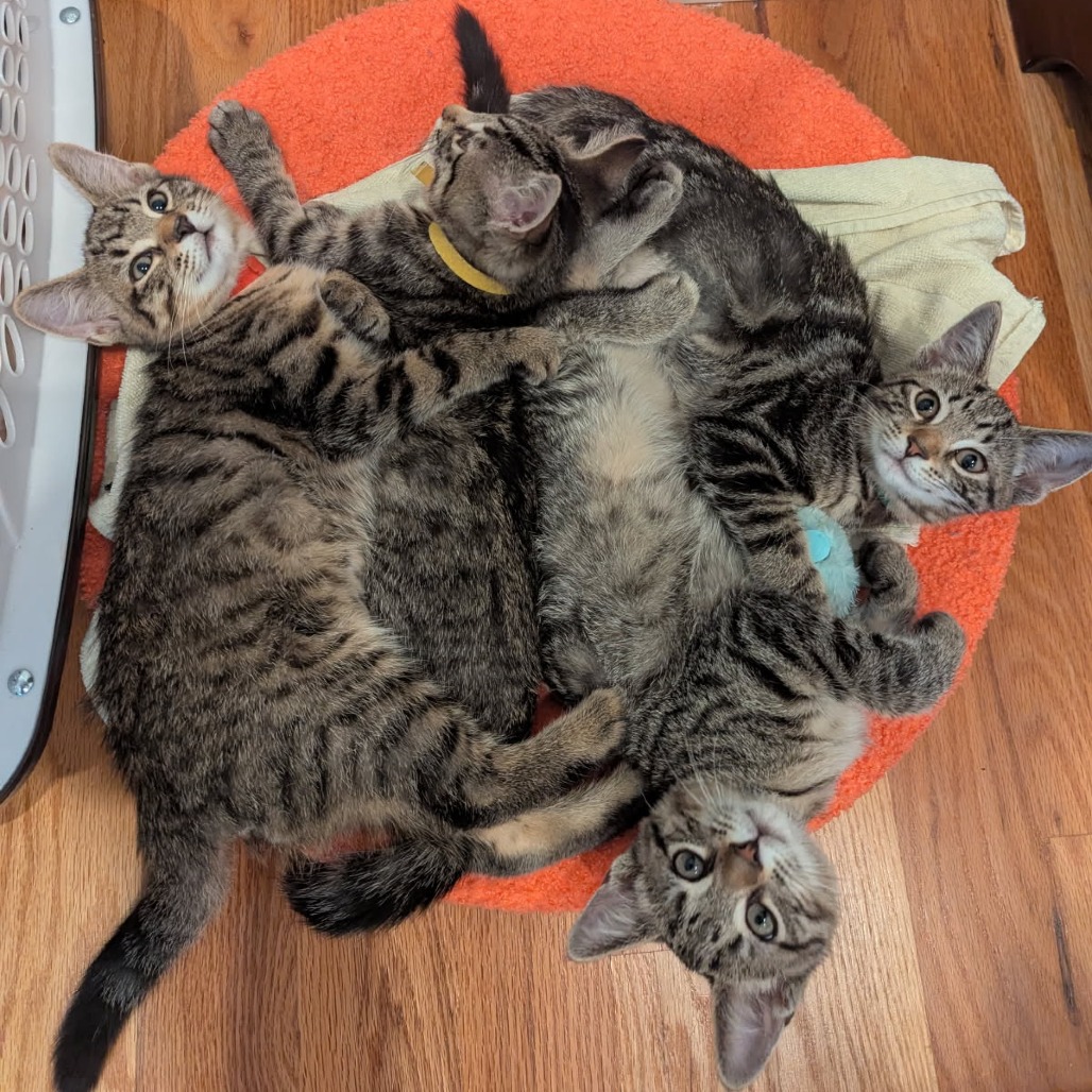 Ozzie (k2026), photo 2