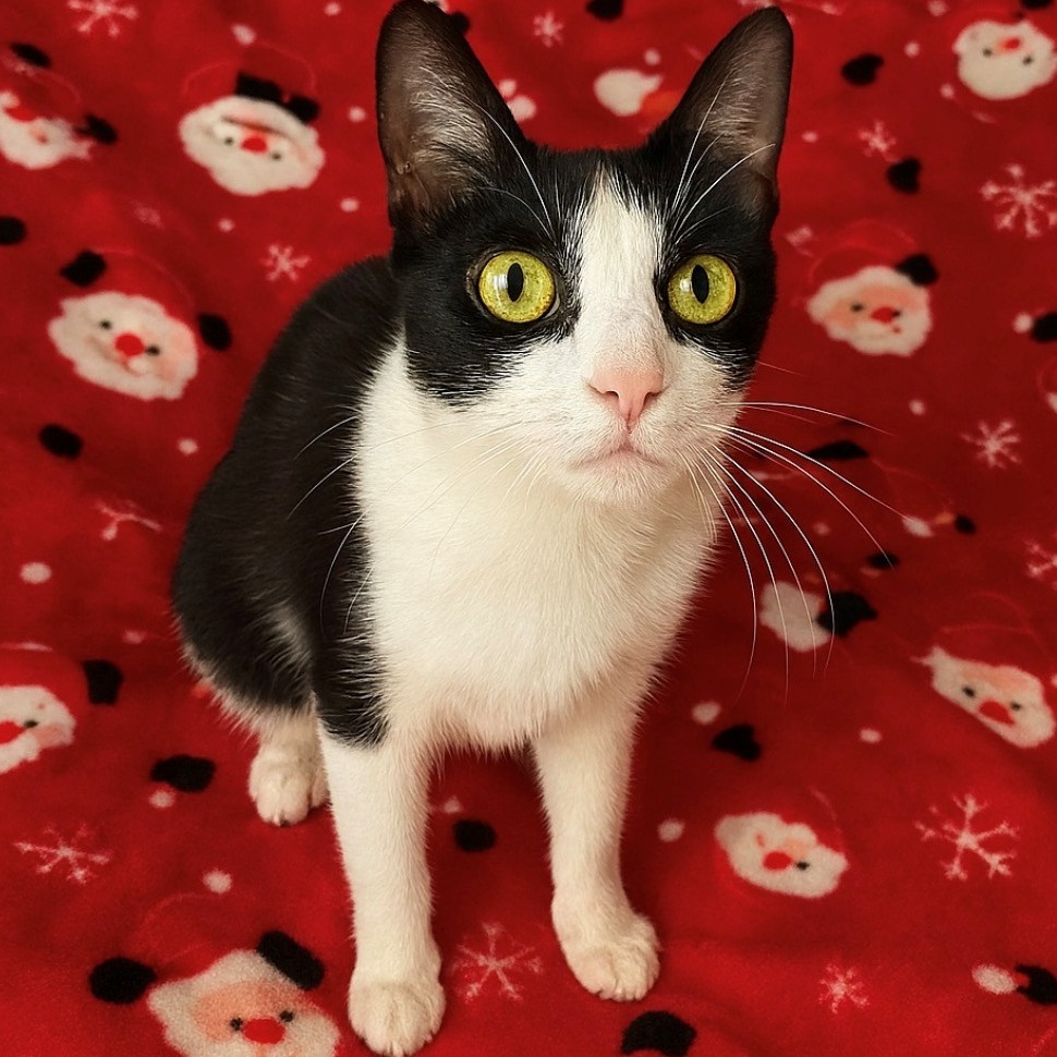 Tuxedo  the 