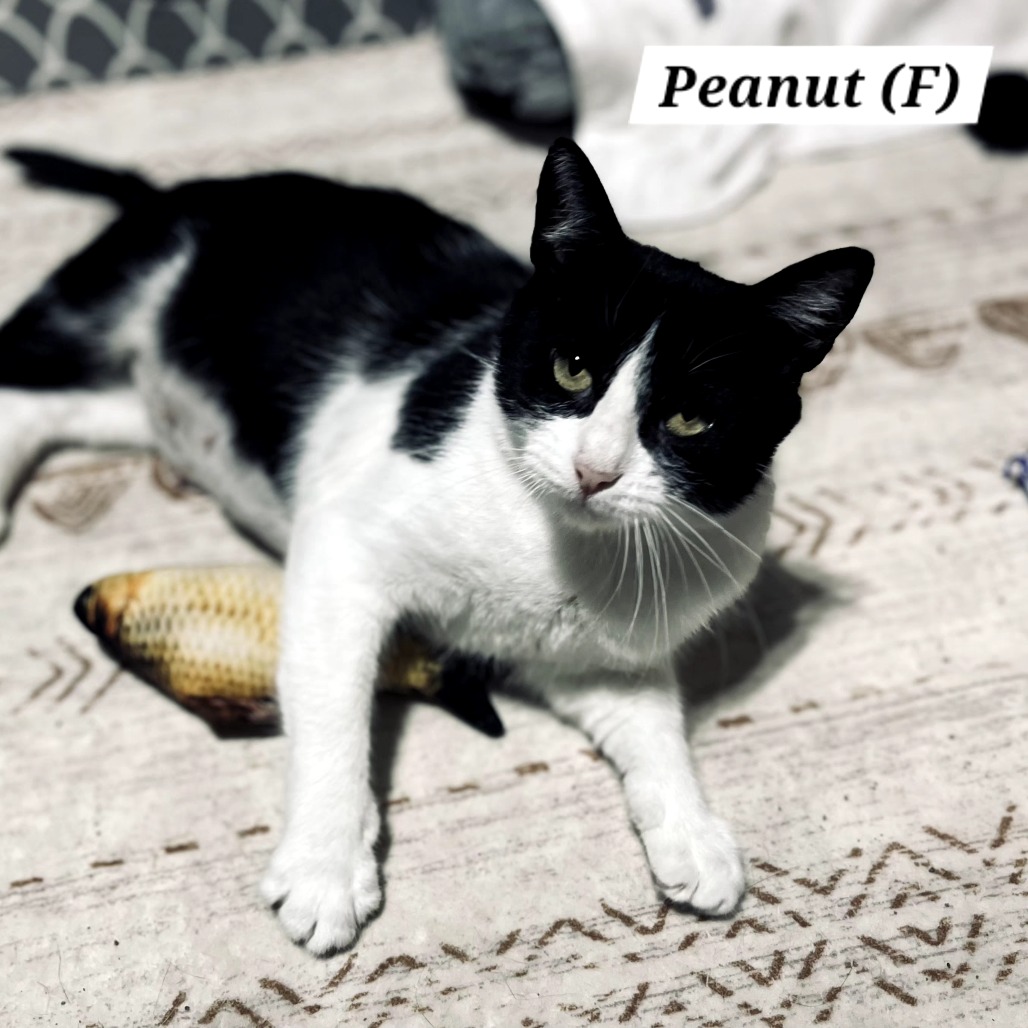 PEANUT - Domestic Shorthair for adoption in Aurora