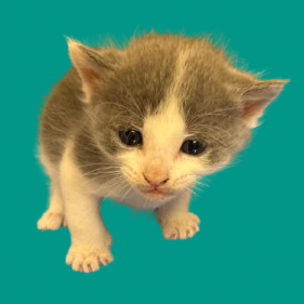  Photo of TUSC-Stray-82275