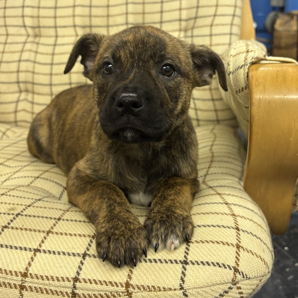 NY Paddler Avail Jun 13 (Choice Pet Carmel)