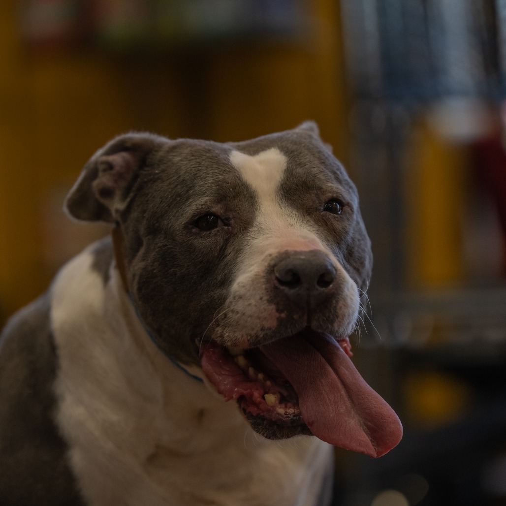Laurel, photo 31