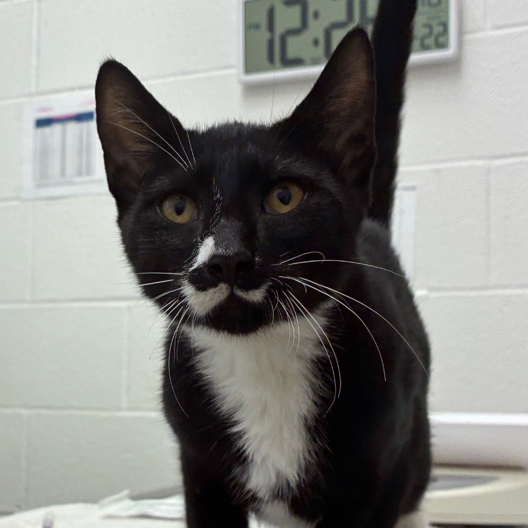 Photo of Figaro, a cat adopted from Gulf Coast Humane Society
