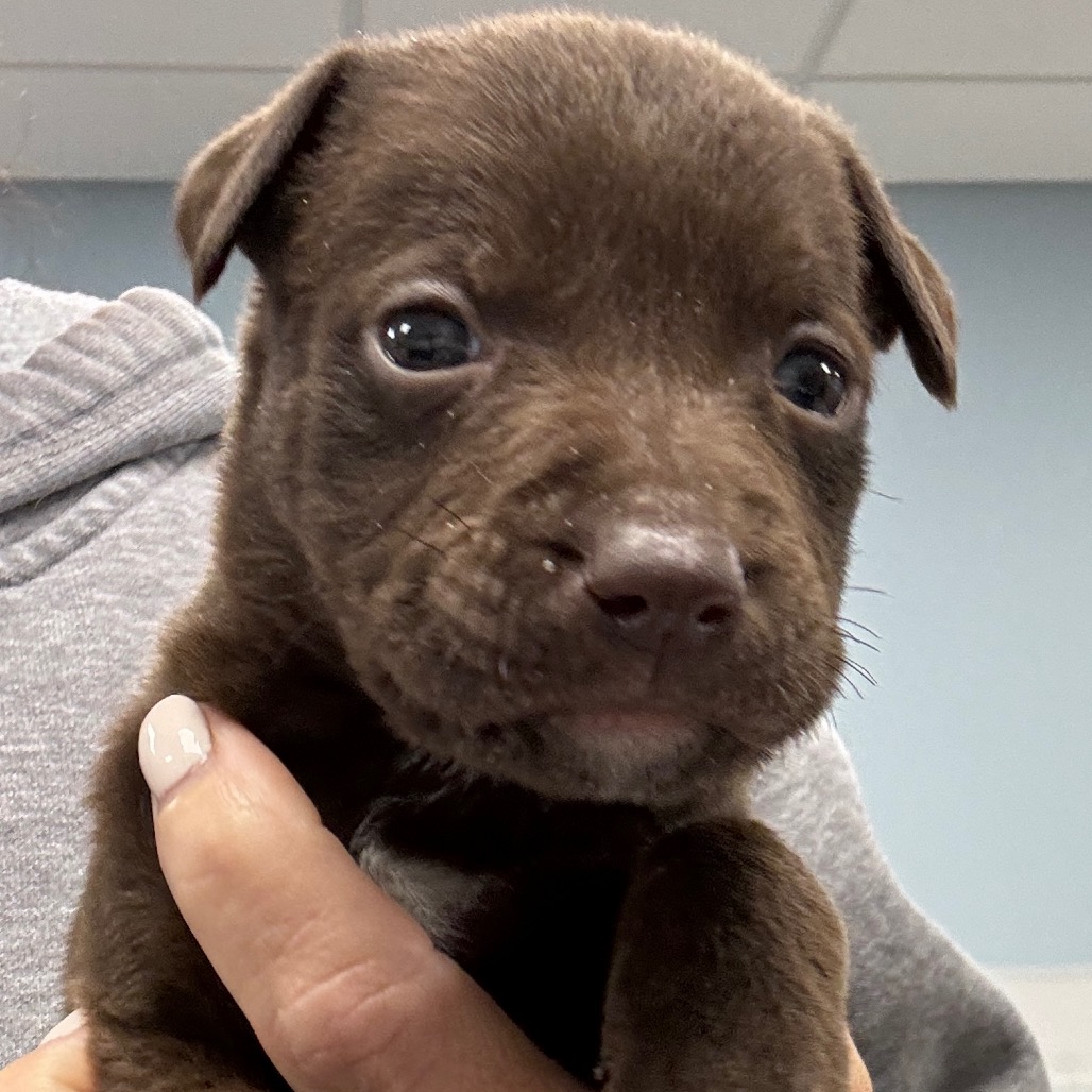 BOWIE - Terrier / Mix available for adoption