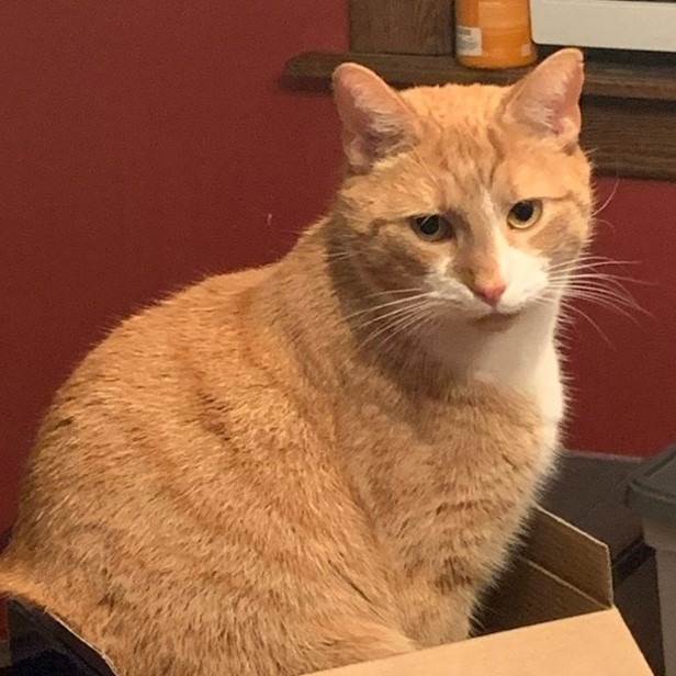 Photo of Tiger 3
