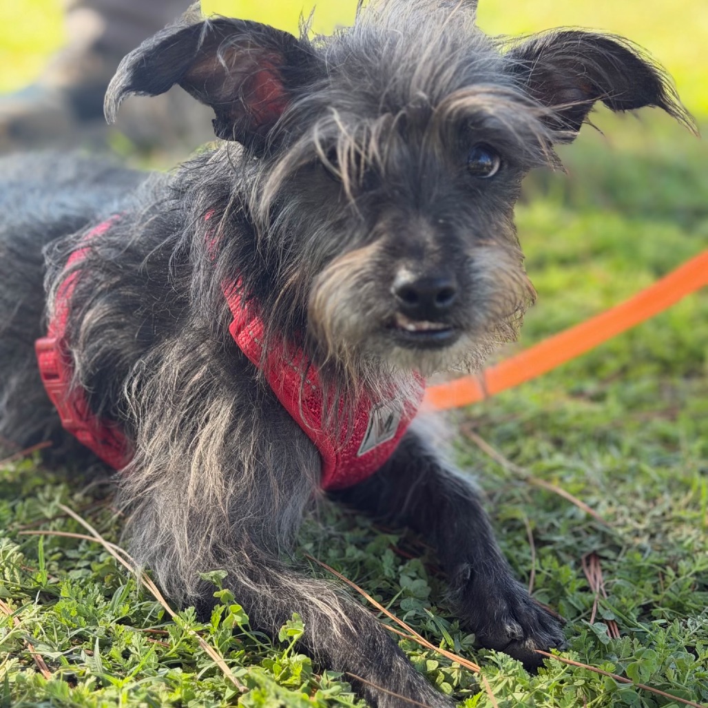 Baxter, photo 9