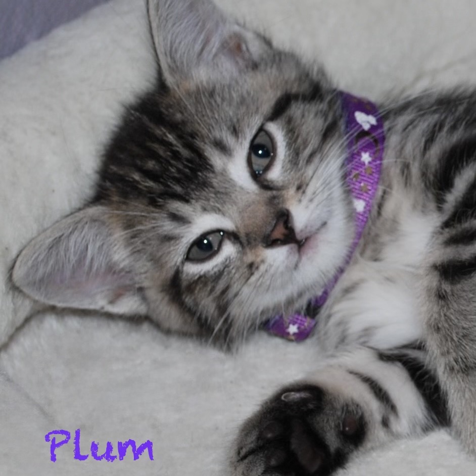 Plum, photo 3