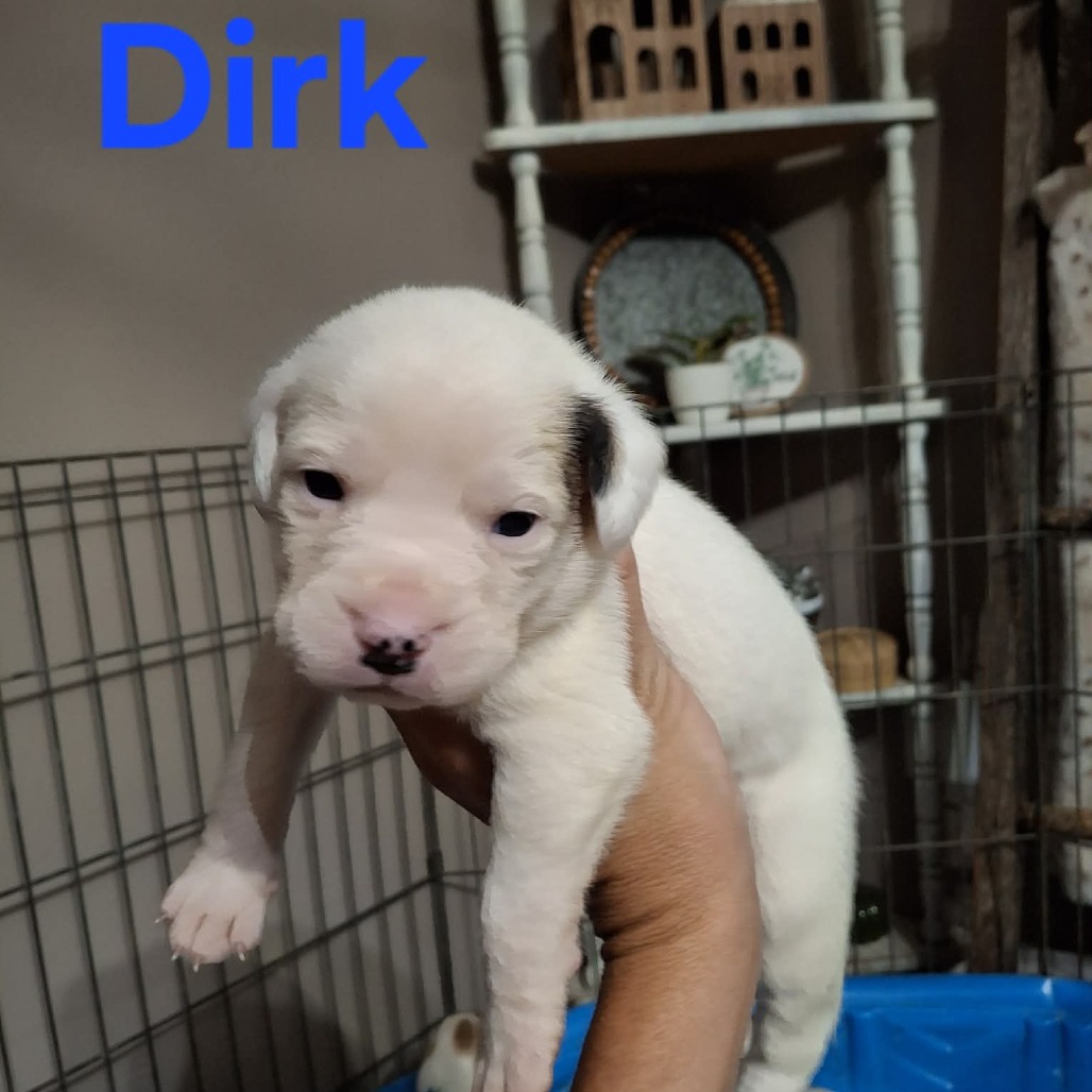 Dirk