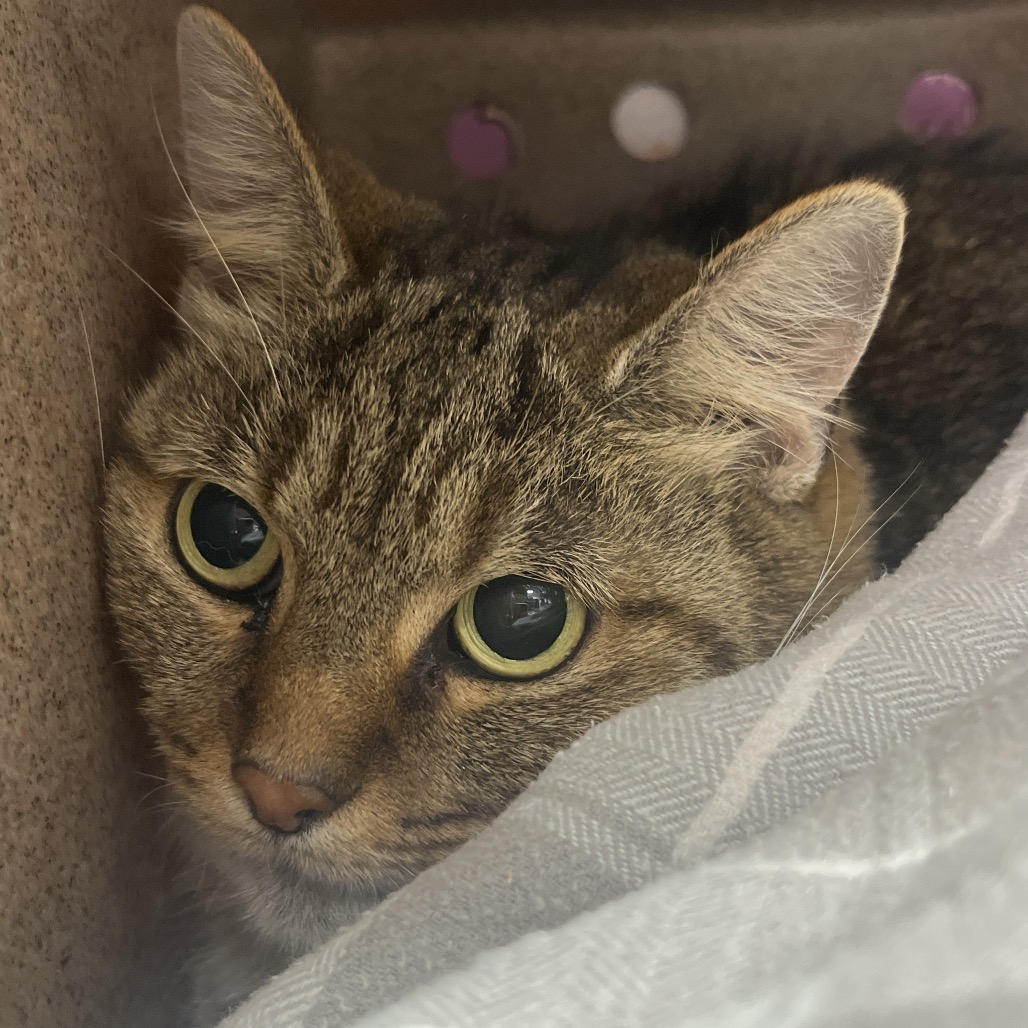 BABY CAT - Domestic Shorthair available for adoption