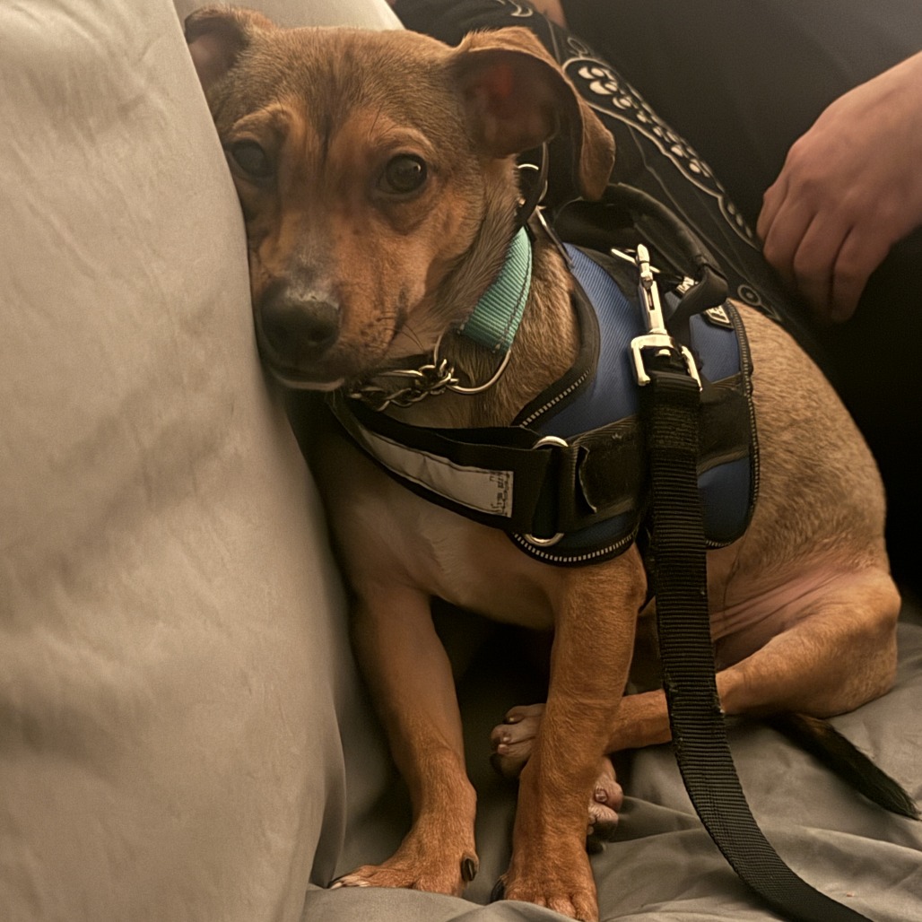 Ryder — thumbnail 4