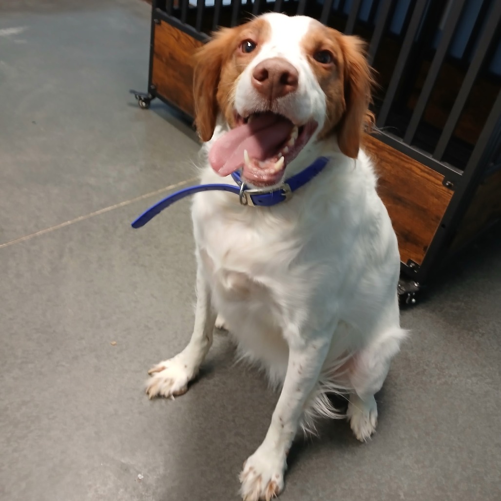 Annie — thumbnail 4