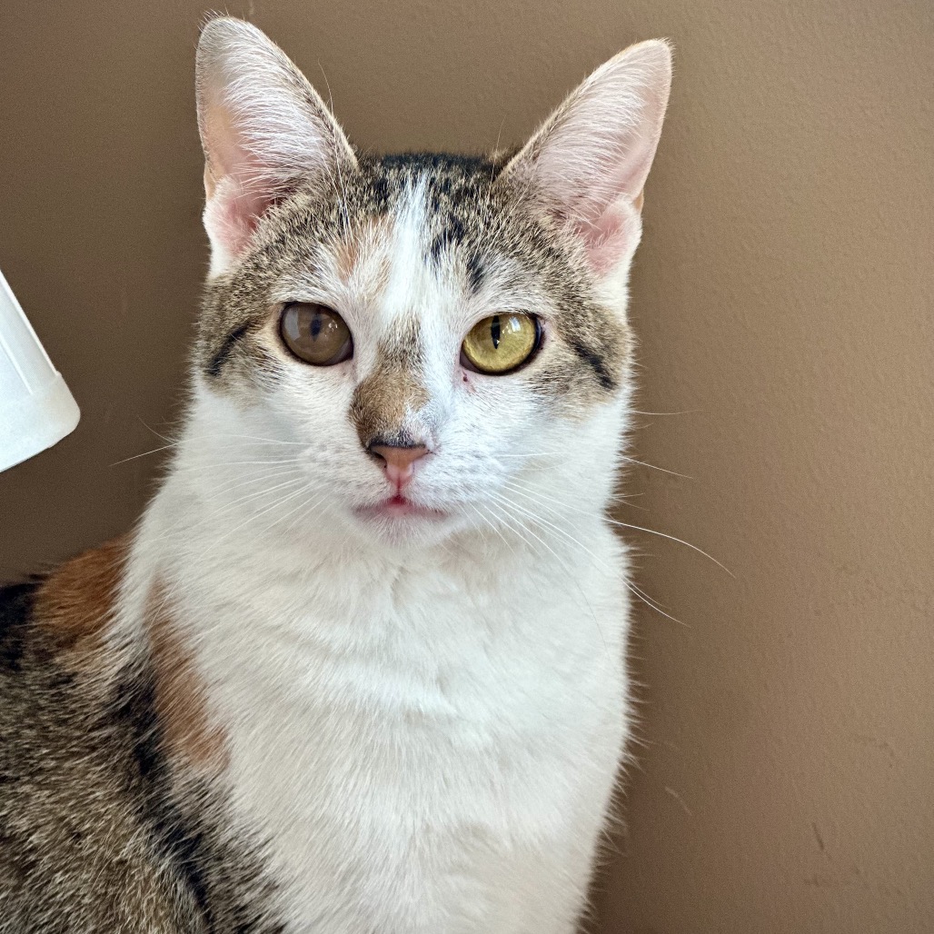 Tabitha Twitchit
