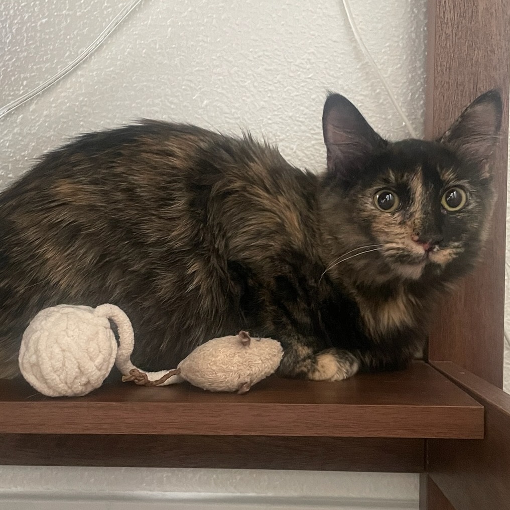 Daphne, photo 3