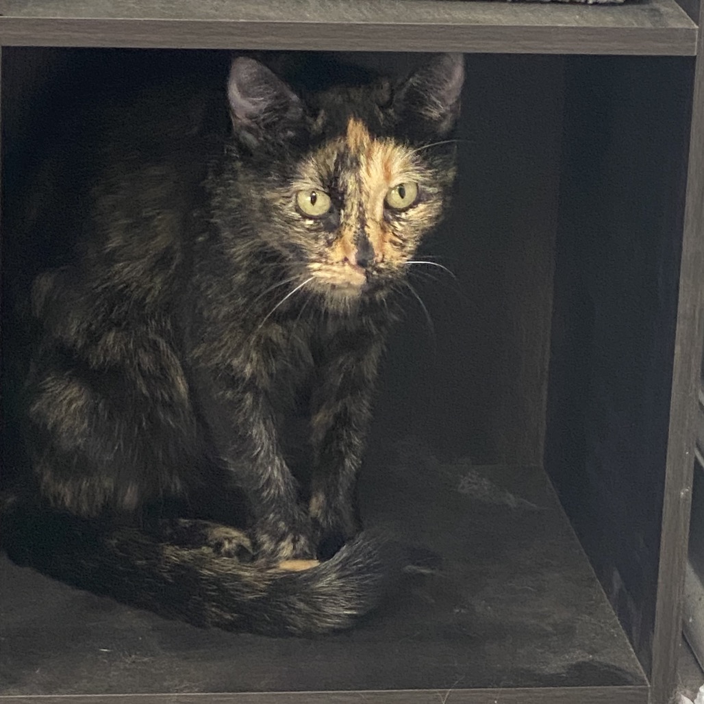 Tusc Stray 82302