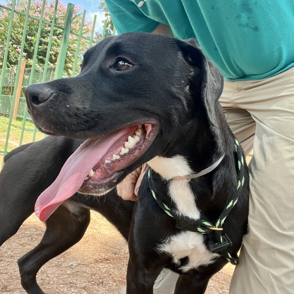 EEYORE - Retriever, Black Labrador / Boxer available for adoption