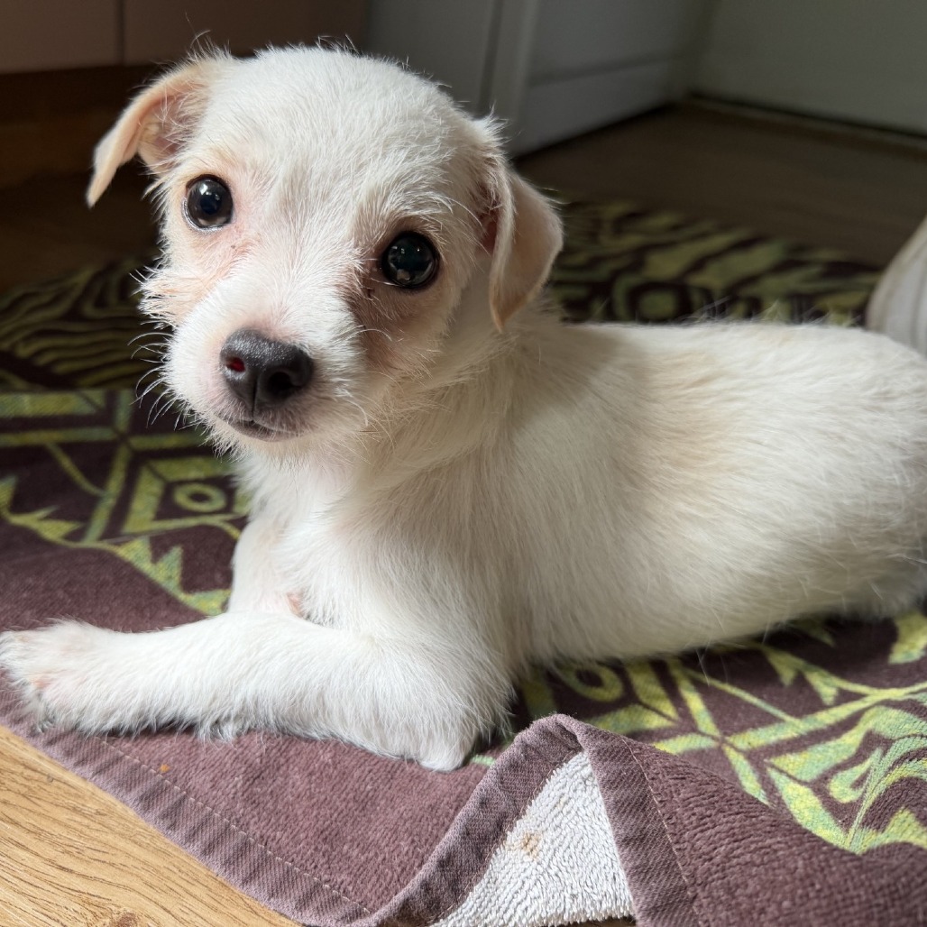 MADELEINE [BLACK] - Terrier / Mix available for adoption