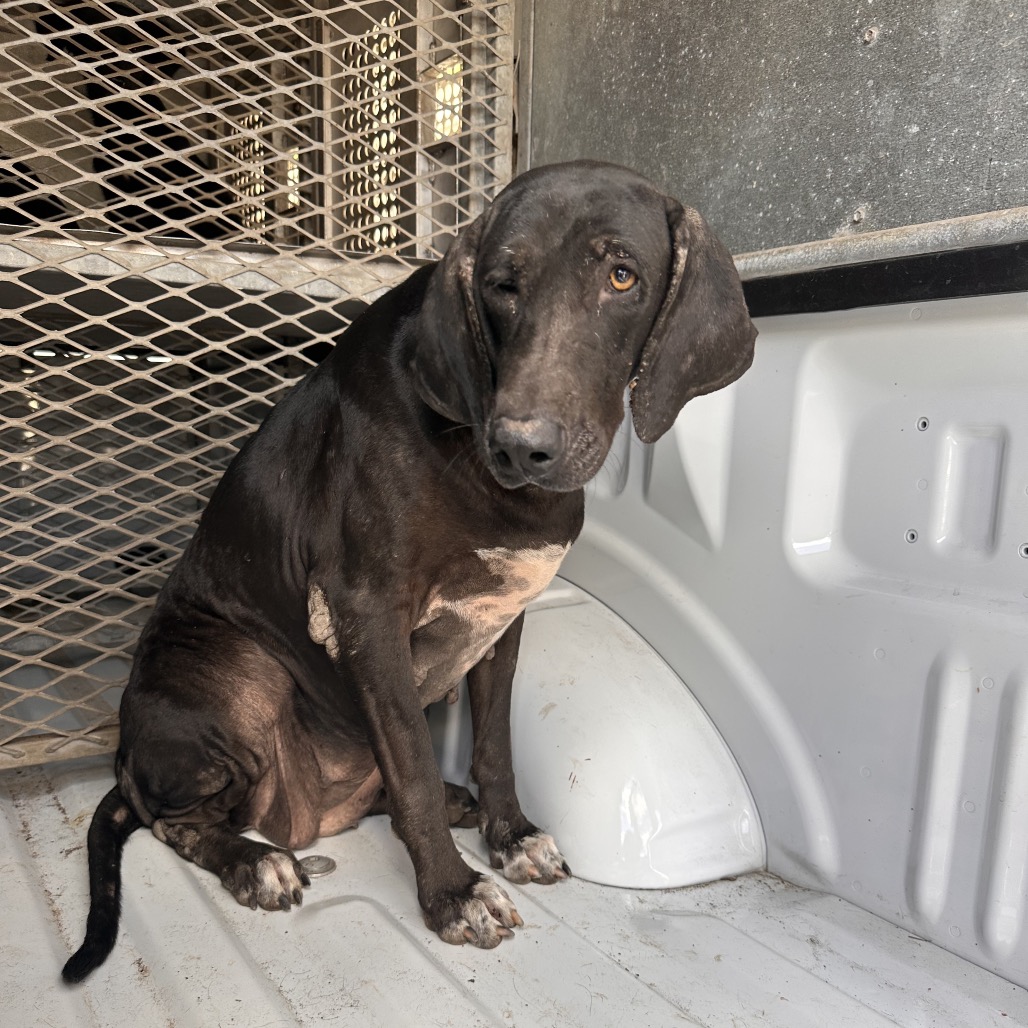 FLAVIA - Hound / Mix available for adoption