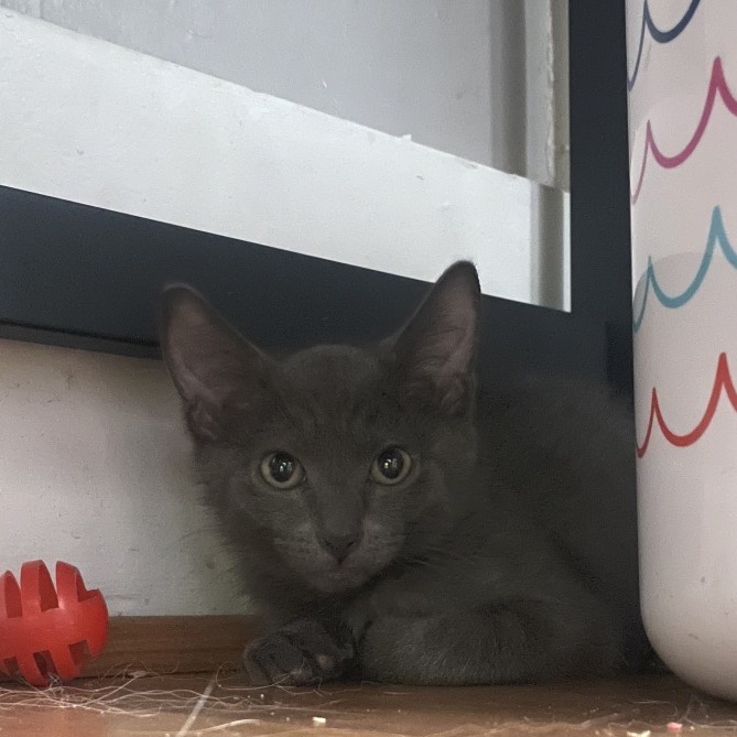 CLOVER - Domestic Shorthair available for adoption