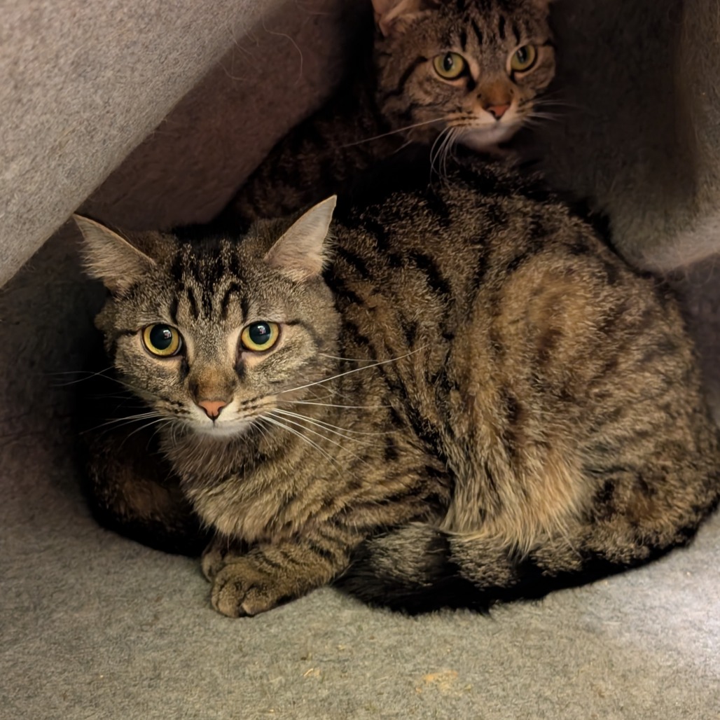 Photo of Hyacynth and Freya