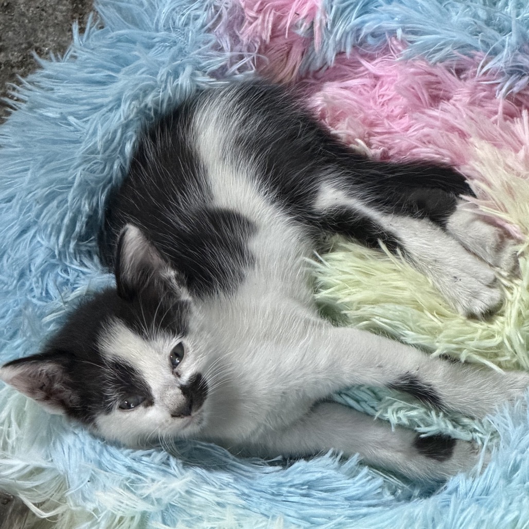 Patches - Costa Mesa Location **Available 10/29/26, photo 2