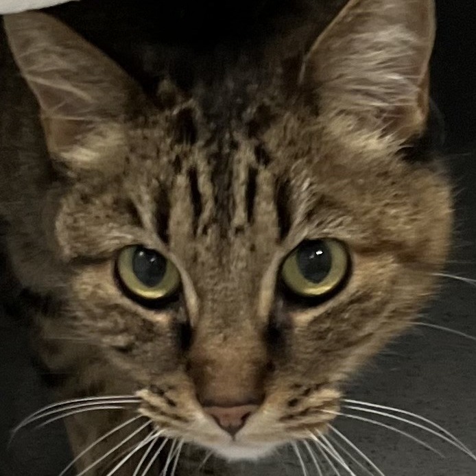 Peanut