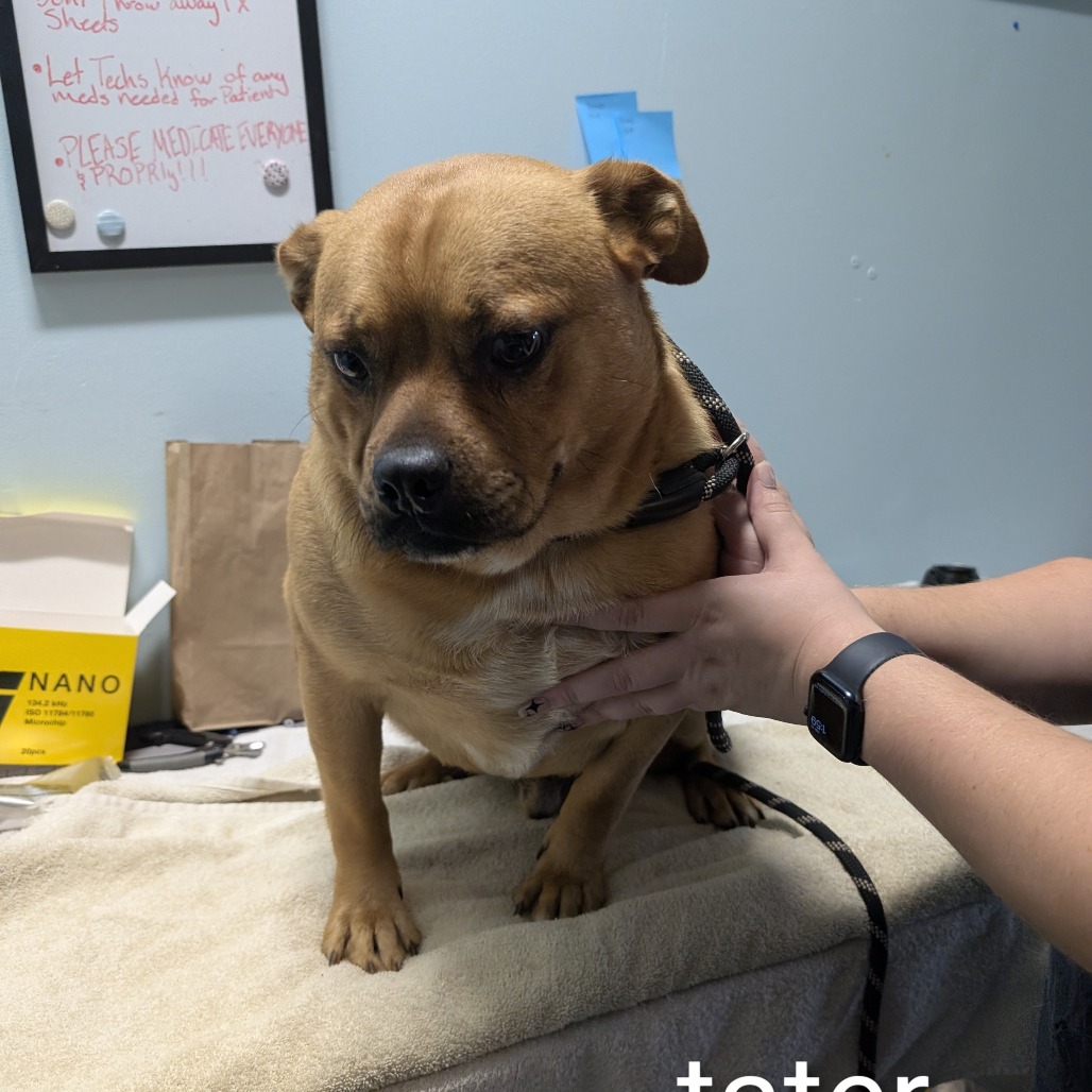 Tater — thumbnail 2