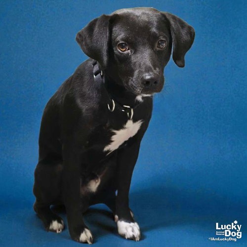 HEMLOCK - Beagle / Retriever, Labrador available for adoption