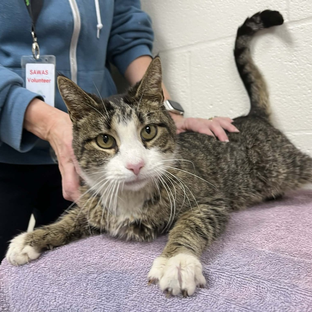 Rover — thumbnail 3