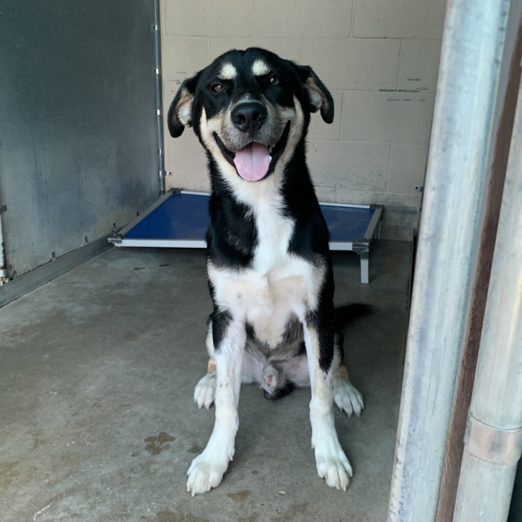 Panko, available for adoption at PVAS