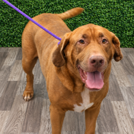 Copper, an adoptable Hound, Bloodhound/Mixed Breed (Large)
