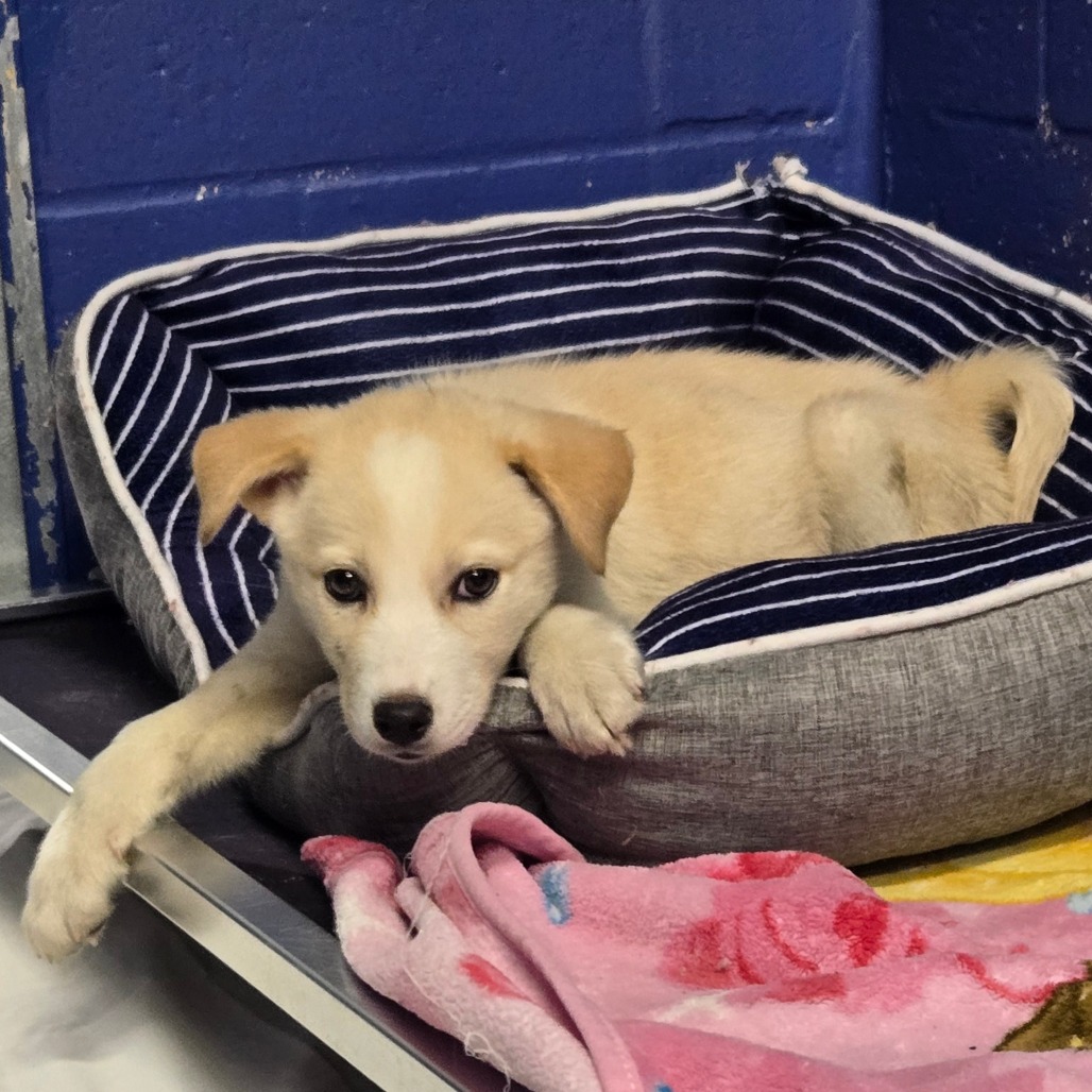 CT Cameron avail Jun 13 (Four Town Craft Fair- Somers, CT)