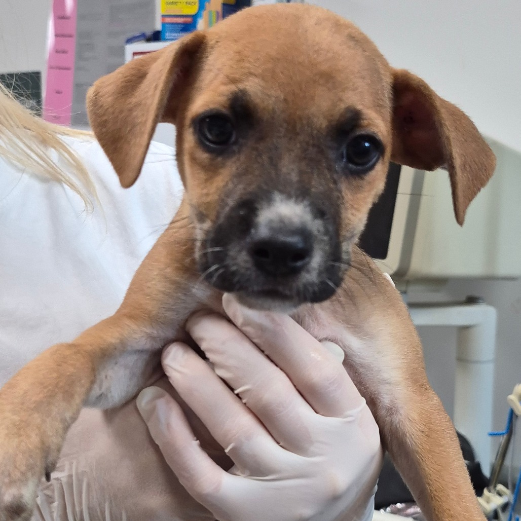 CHICKEN QUESADILLA - Queensland Heeler / Boxer available for adoption