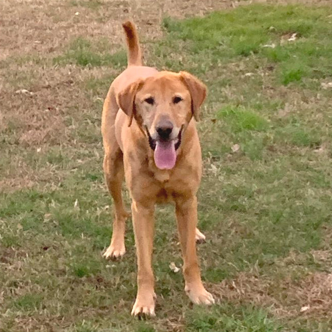 Belly Boops — thumbnail 11