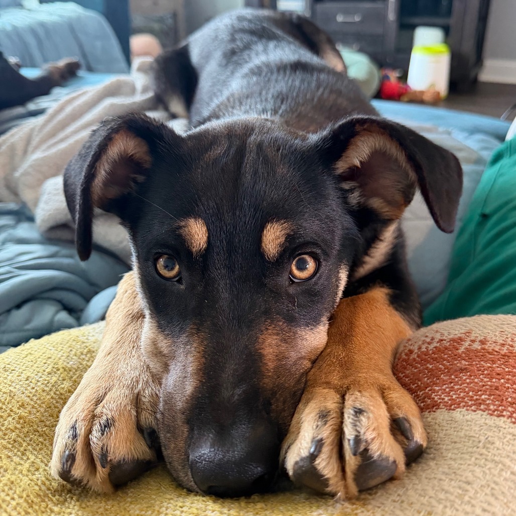 Scrappy