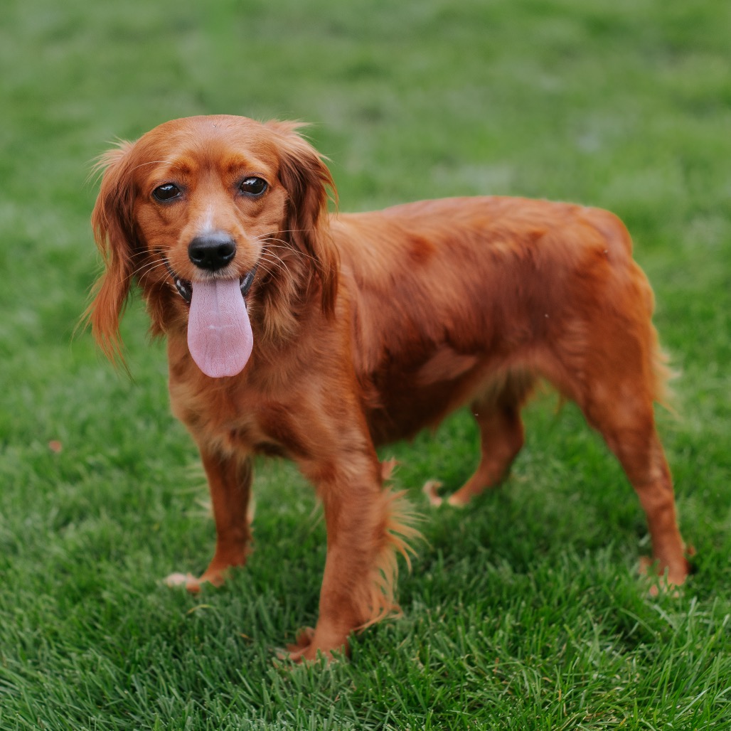 Gingy Jazz Bonded With Lucky Logan